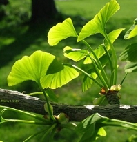 ginkgo.jpg
